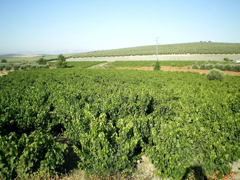 Viñedos de uva Pedro Ximénez en Moriles, Córdoba